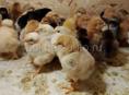 Продаются цыплята мясо яичная порода 3 дня 