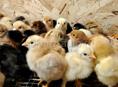 Продаются цыплята помесь мясо яичная порода 3-4 дня