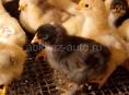 Продаются цыплята помесь мясо яичная порода 7 дней