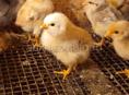 Продаются цыплята помесь мясо яичная порода 7 днней
